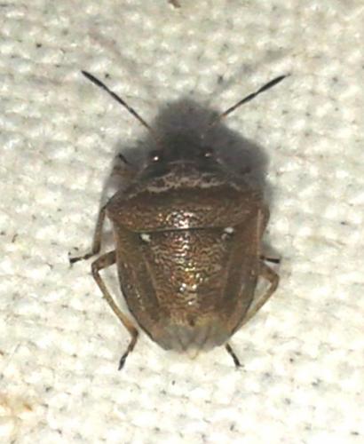 Réf. 239 003 : Eysarcoris ventralis